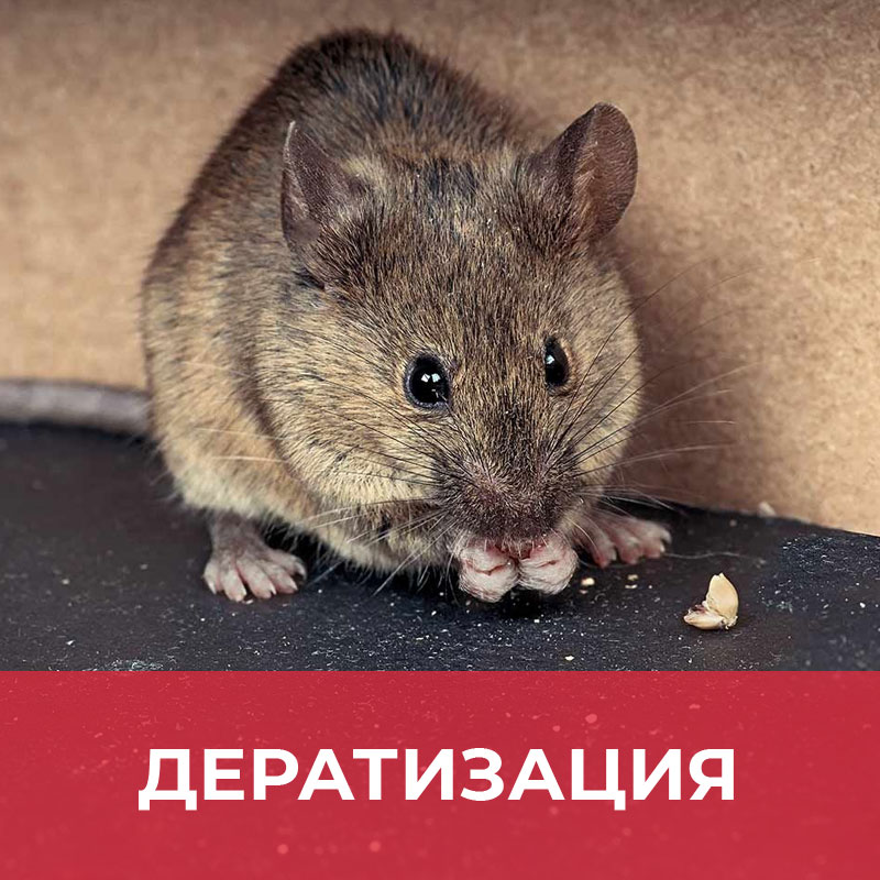 Дератизация в Москве, уничтожение крыс и мышей