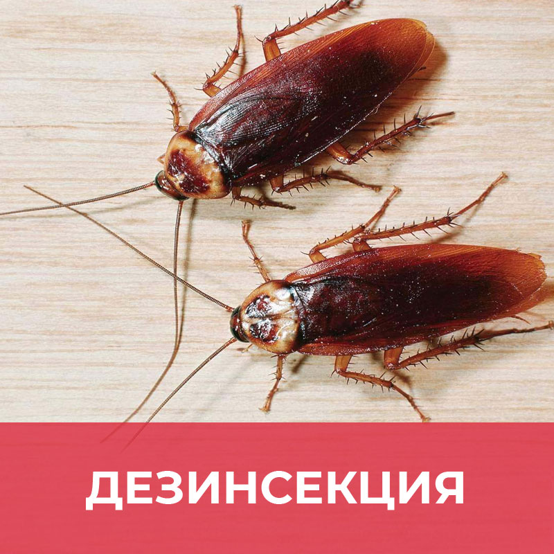 Дезинсекция в Москве, уничтожение и обработка от тараканов, моли, мух и насекомых