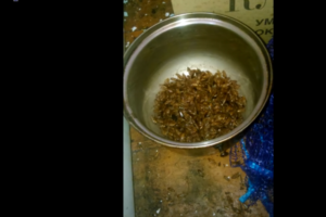 Заказать уничтожение тараканов в Москве дезинсекция недорого