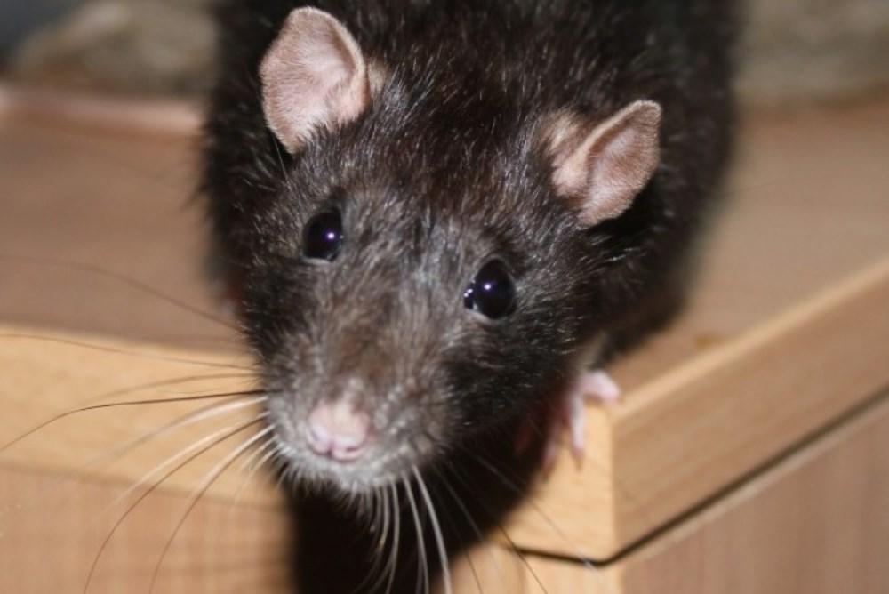 Уничтожение крыс и мышей в московской области и Москве