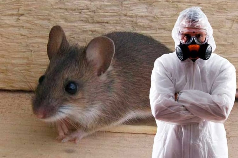 Уничтожение тараканов крыс в Москве