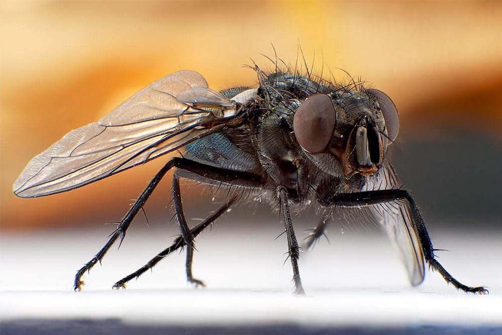 уничтожение мух в Москве