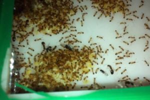 Дезинфекция от муравьев в квартире в Москве дешево