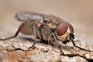 Уничтожение мух в Москве