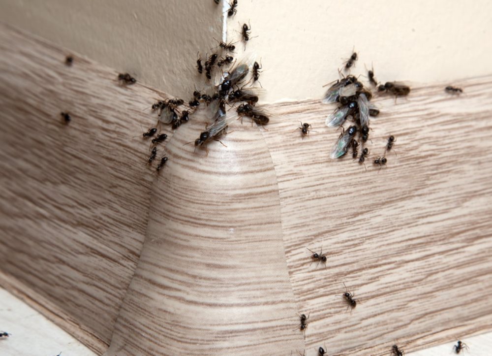 Уничтожение муравьев в Москве