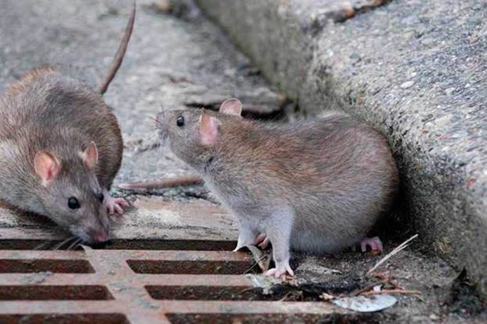 Обработка от крыс и мышей в Москве