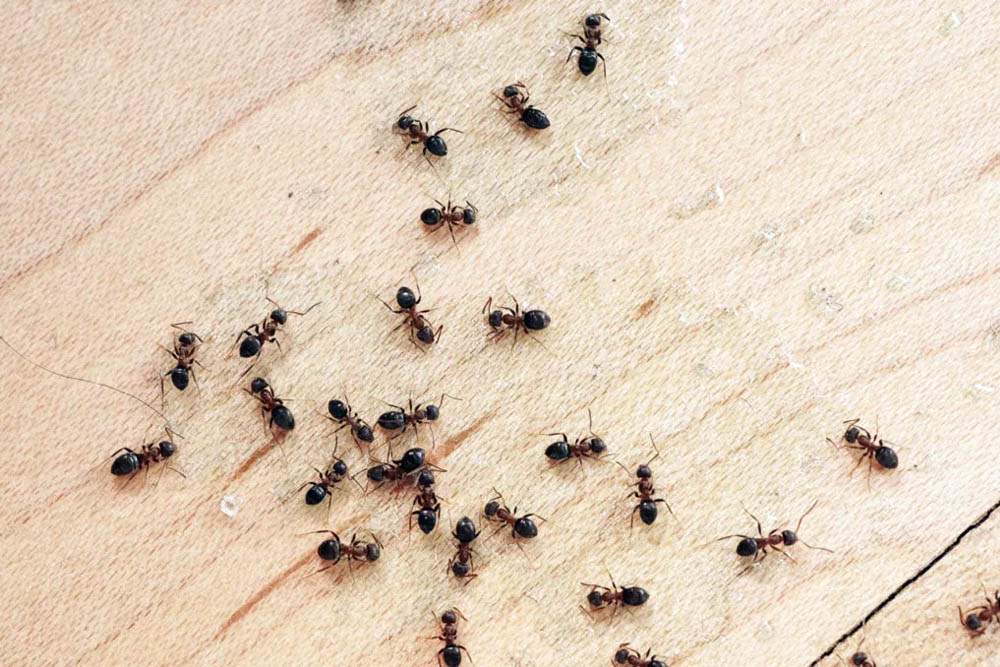 уничтожение муравьев в Москве