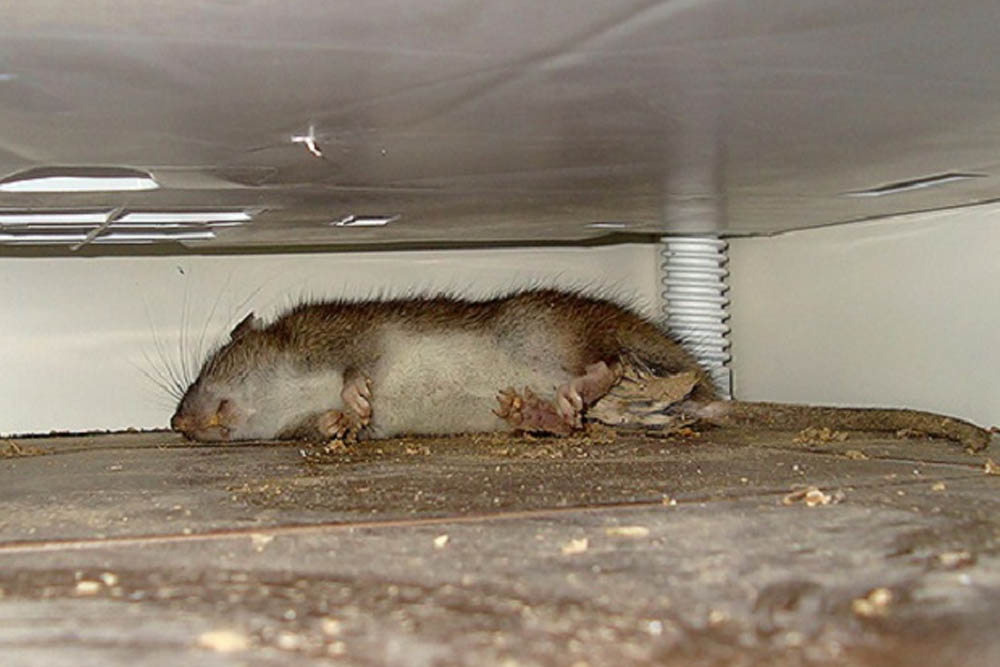 Избавиться от домашних мышей. Мышь Подвальная. Грызуны в погребе. Мышь в квартире.